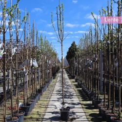 Pruimenboom 'Mirabelle de Nancy' 200-250 cm | Gardline