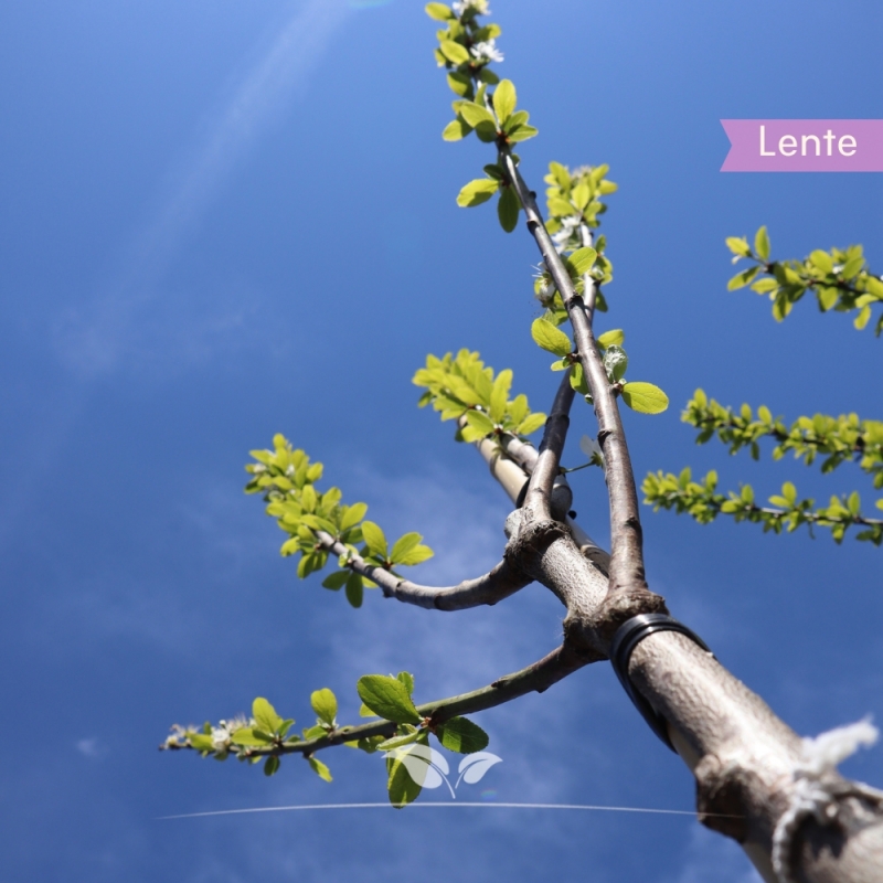 Pruimenboom Mirabelle de Nancy - Kroosjespruim - Prunus domestica Mirabelle de Nancy - Fruitboom | Gardline