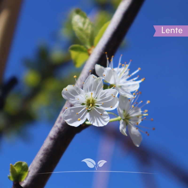 Pruimenboom Mirabelle de Nancy - Kroosjespruim - Prunus domestica Mirabelle de Nancy - Fruitboom | Gardline