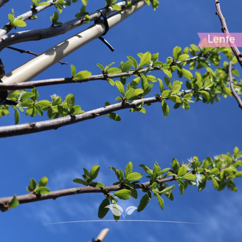 Pruimenboom Mirabelle de Nancy - Kroosjespruim - Prunus domestica Mirabelle de Nancy - Fruitboom | Gardline