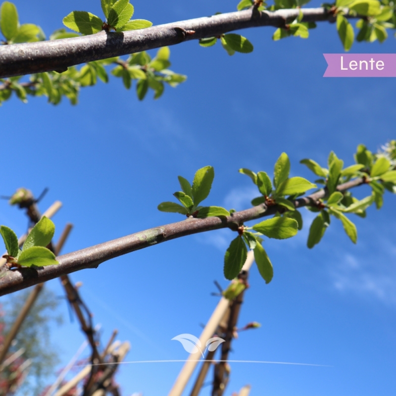 Pruimenboom Mirabelle de Nancy - Kroosjespruim - Prunus domestica Mirabelle de Nancy - Fruitboom | Gardline