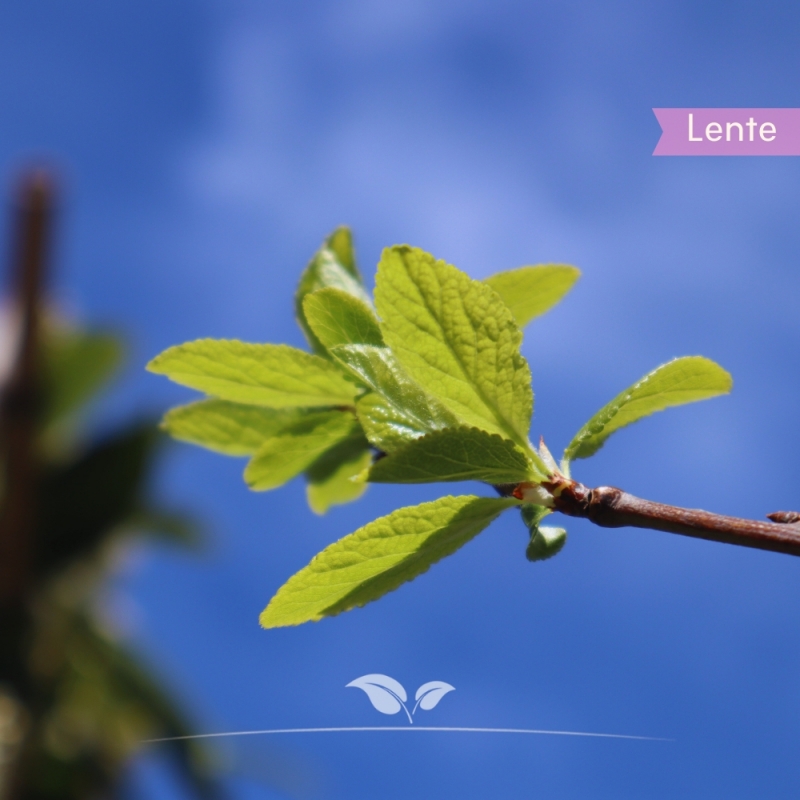 Pruimenboom Bleue de Belgique - Blauwe Pruim - Prunus domestica Bleue de Belgique - Fruitboom | Gardline