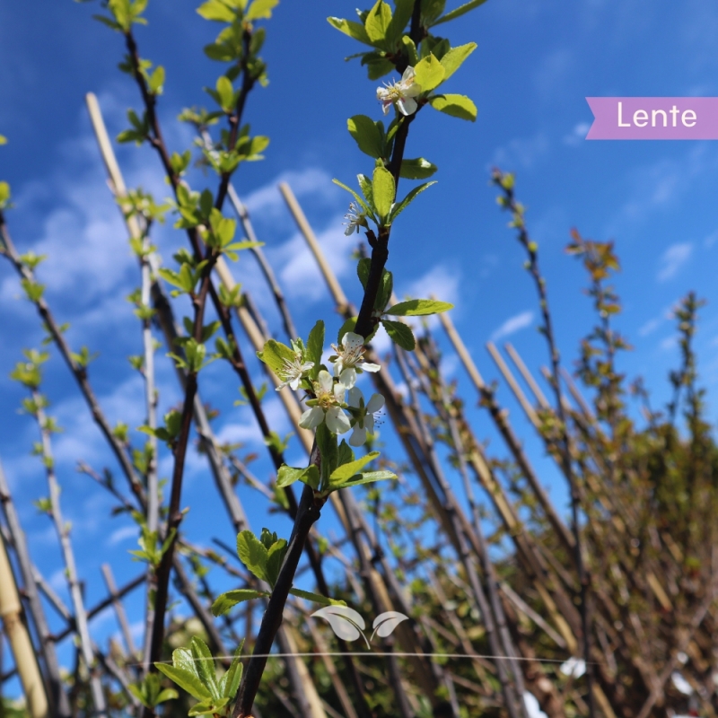 Pruimenboom Bleue de Belgique - Blauwe Pruim - Prunus domestica Bleue de Belgique - Fruitboom | Gardline