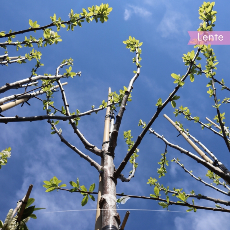 Pruimenboom Bleue de Belgique - Blauwe Pruim - Prunus domestica Bleue de Belgique - Fruitboom | Gardline