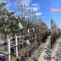 Pruimenboom 'Bleue de Belgique' 250-300 cm | Gardline