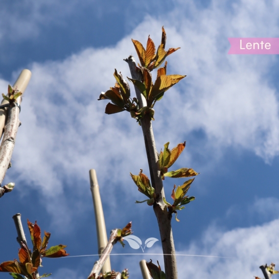 Kersenboom Kordia - Zoete Kers - Prunus avium Kordia - Fruitboom | Gardline Kersenboom Kordia - Zoete Kers - Prunus avium Kordia - Fruitboom | Gardline