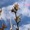 Kersenboom Kordia - Zoete Kers - Prunus avium Kordia - Fruitboom | Gardline Kersenboom Kordia - Zoete Kers - Prunus avium Kordia - Fruitboom | Gardline