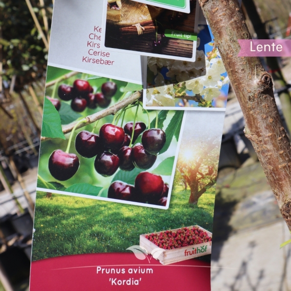 Kersenboom Kordia - Zoete Kers - Prunus avium Kordia - Fruitboom | Gardline Kersenboom Kordia - Zoete Kers - Prunus avium Kordia - Fruitboom | Gardline
