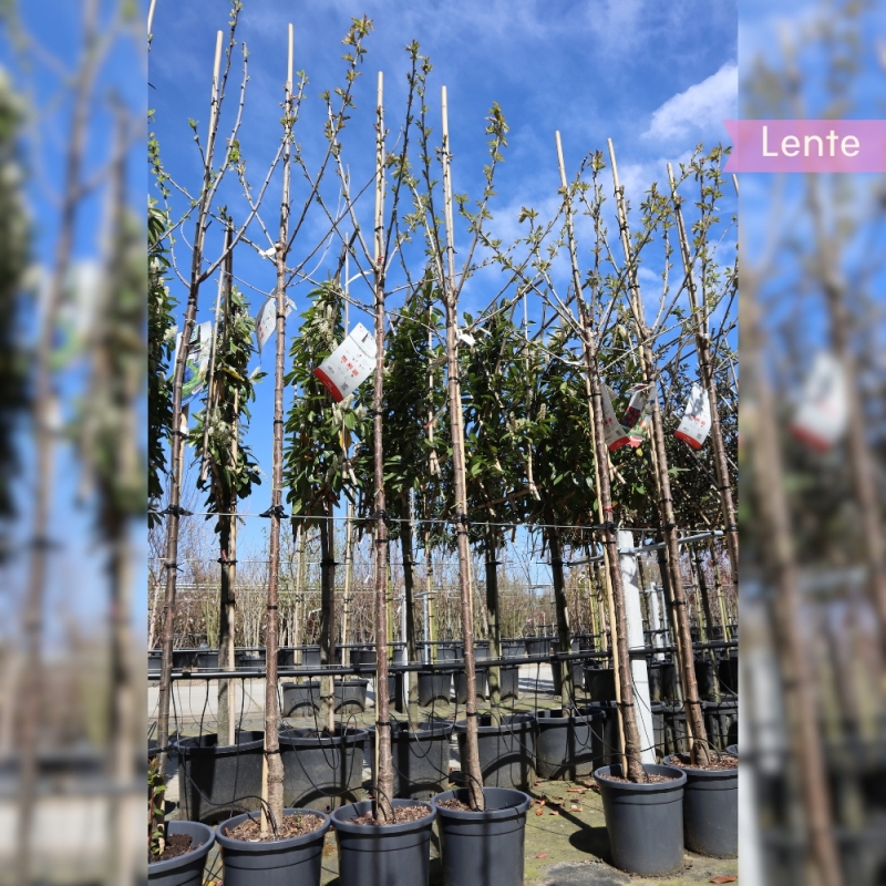 Kersenboom Stella - Zoete Kers - Prunus avium Stella - Fruitboom | Gardline