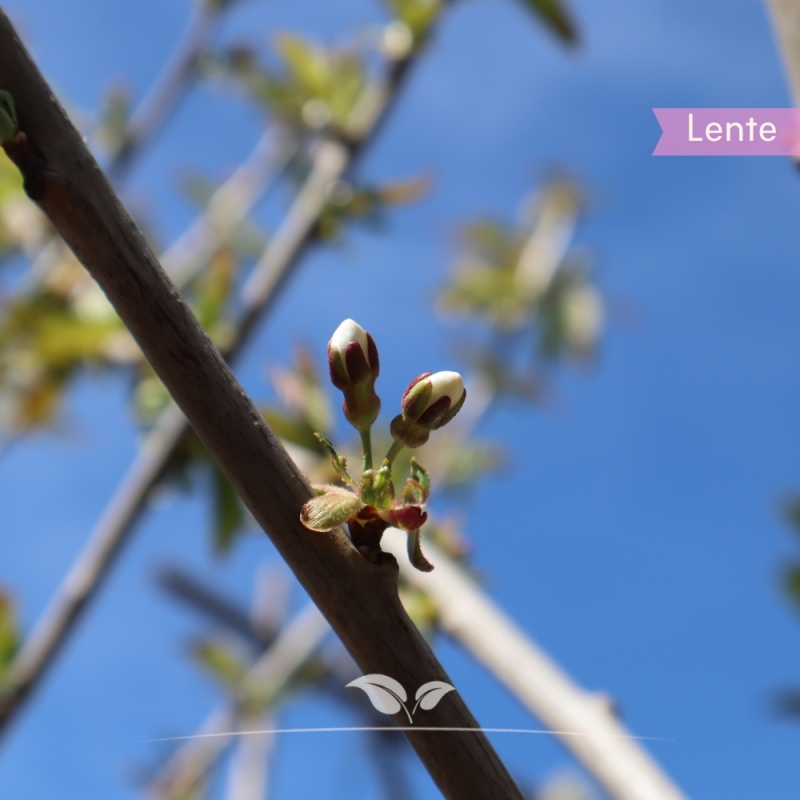 Kersenboom Stella - Zoete Kers - Prunus avium Stella - Fruitboom | Gardline