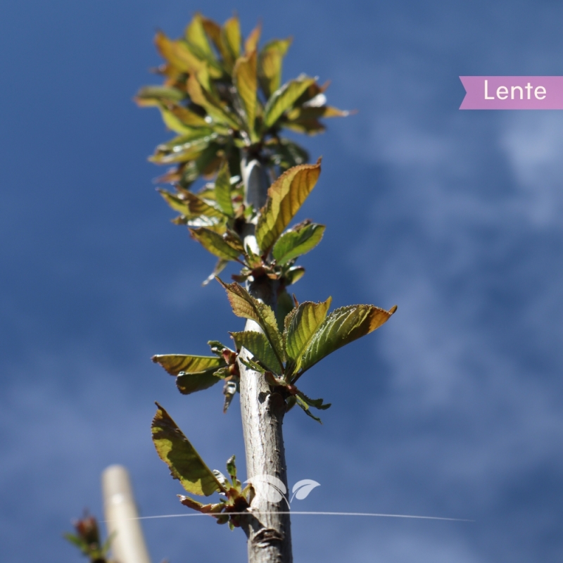 Kersenboom Stella - Zoete Kers - Prunus avium Stella - Fruitboom | Gardline