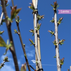 Kersenboom 'Regina' 200-250 cm | Gardline