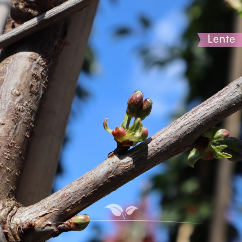 Kersenboom Regina - Zoete Kers - Prunus avium Regina - Fruitboom | Gardline