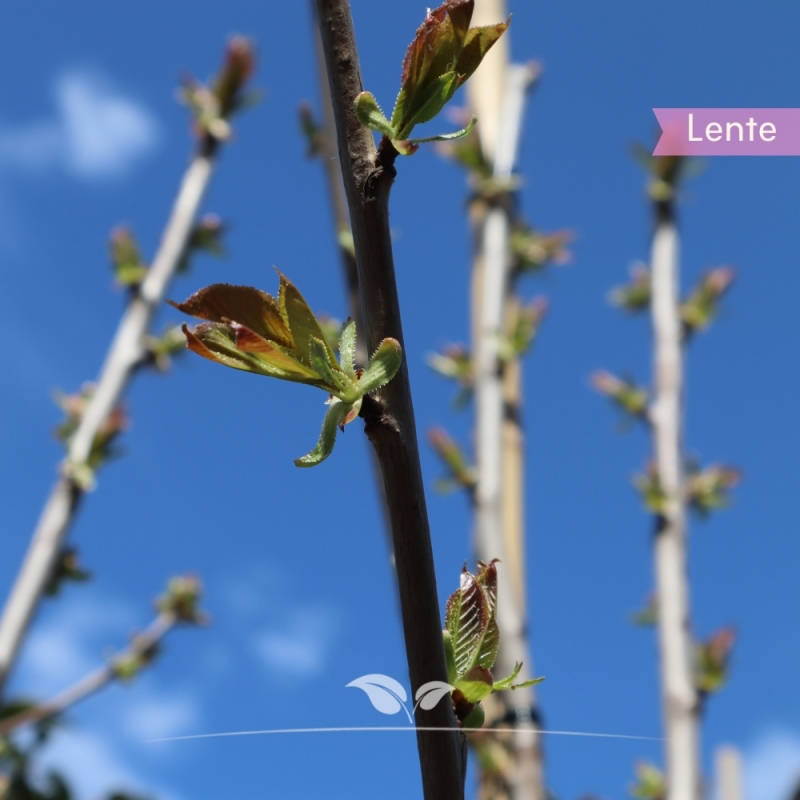 Kersenboom Regina - Zoete Kers - Prunus avium Regina - Fruitboom | Gardline