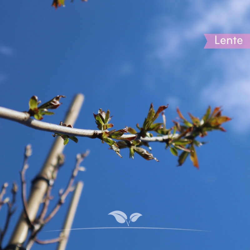 Kersenboom Regina - Zoete Kers - Prunus avium Regina - Fruitboom | Gardline