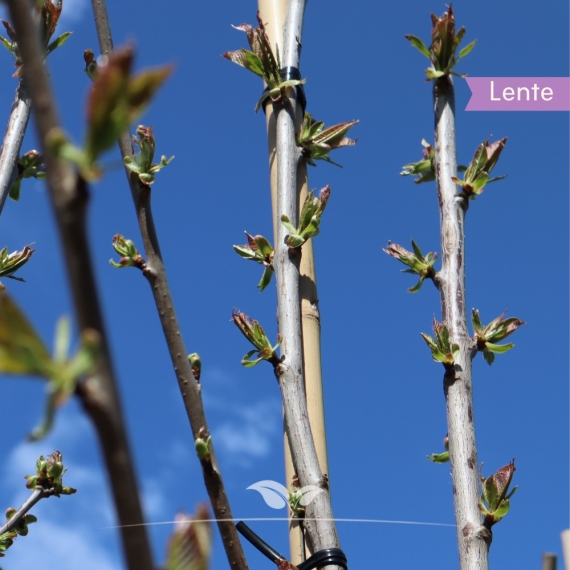 Kersenboom 'Regina' 200-300 cm | Gardline