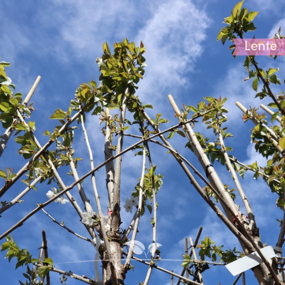 Kersenboom 'Lapins' 200-250 cm | Gardline