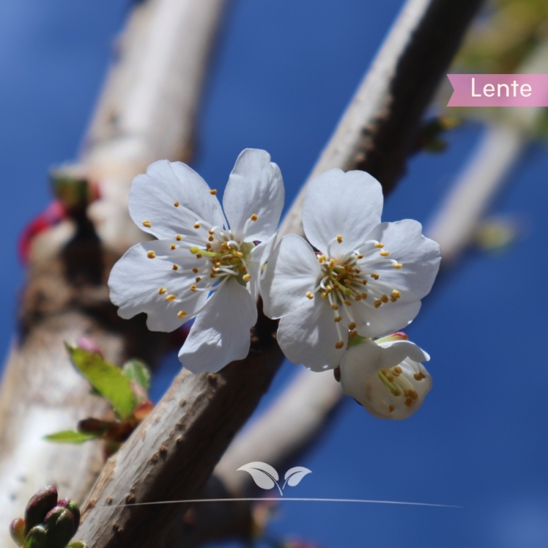 Kersenboom Lapins - Zoete Kers - Prunus avium Lapins - Fruitboom | Gardline