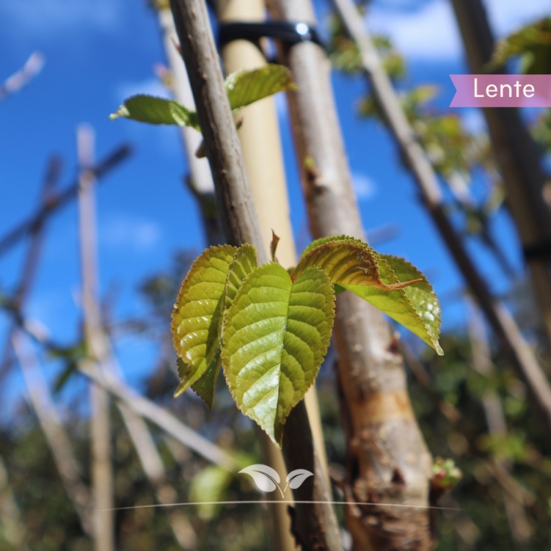 Kersenboom Lapins - Zoete Kers - Prunus avium Lapins - Fruitboom | Gardline
