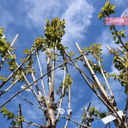 Kersenboom Lapins - Zoete...