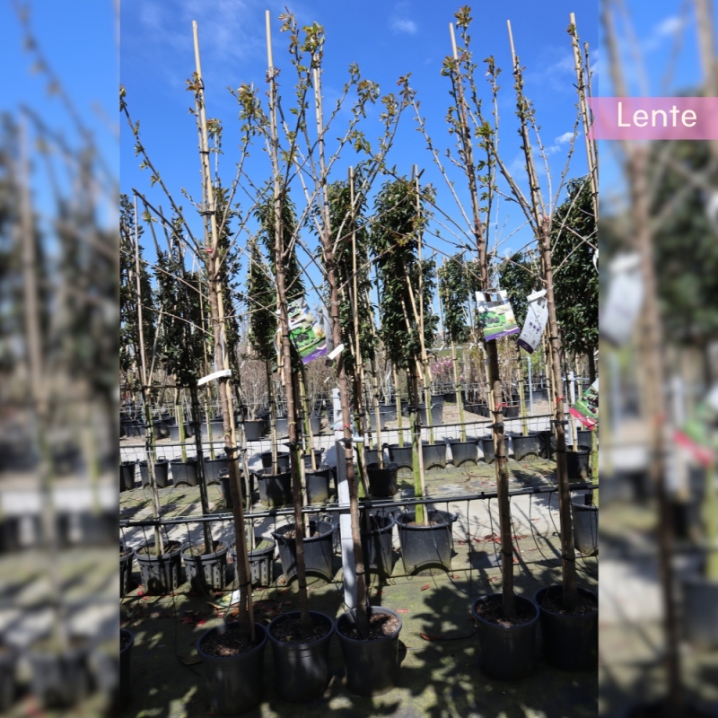 Kersenboom Burlat - Zoete Kers - Prunus avium Bigarreau Burlat - Fruitboom | Gardline