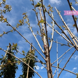Kersenboom 'Bigarreau Burlat' 200-250 cm | Gardline