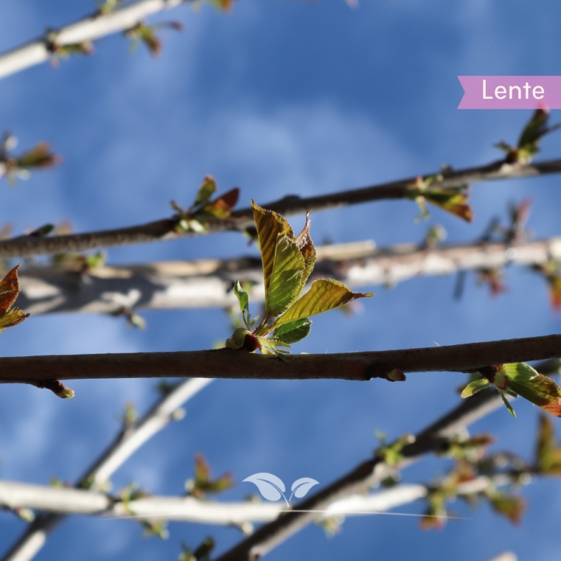 Kersenboom Burlat - Zoete Kers - Prunus avium Bigarreau Burlat - Fruitboom | Gardline