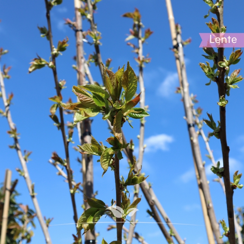 Kersenboom Burlat - Zoete Kers - Prunus avium Bigarreau Burlat - Fruitboom | Gardline