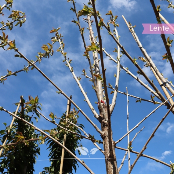 Kersenboom 'Bigarreau Burlat' 250-300 cm | Gardline