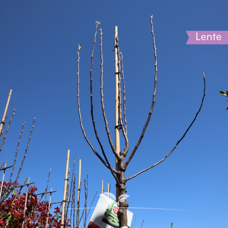 Appel Gloster - Bewaarappel - Malus domestica Gloster - Fruitboom | Gardline
