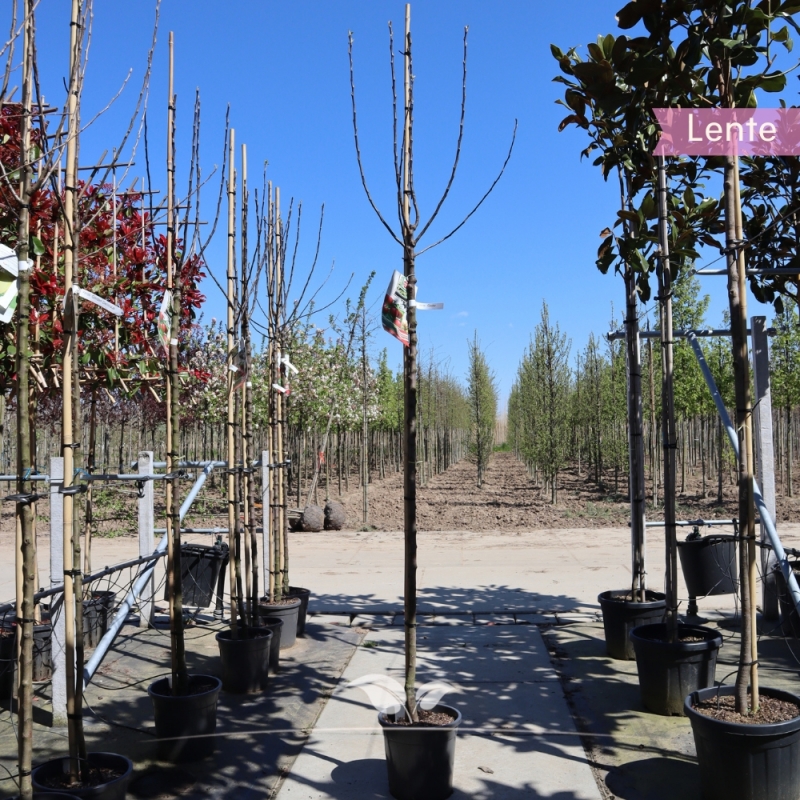 Appel Gloster - Bewaarappel - Malus domestica Gloster - Fruitboom | Gardline
