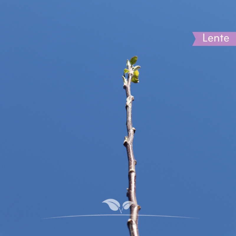 Appel Gloster - Bewaarappel - Malus domestica Gloster - Fruitboom | Gardline