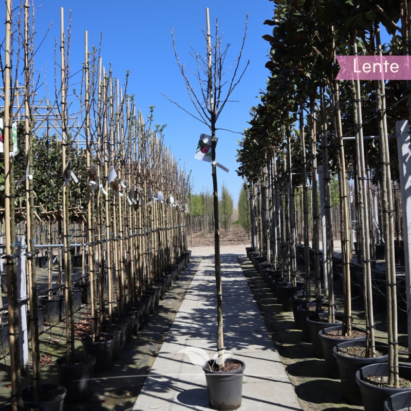 Appel Cox's Orange Pippin - Handappel - Malus domestica Cox's Orange Pippin - Fruitboom | Gardline
