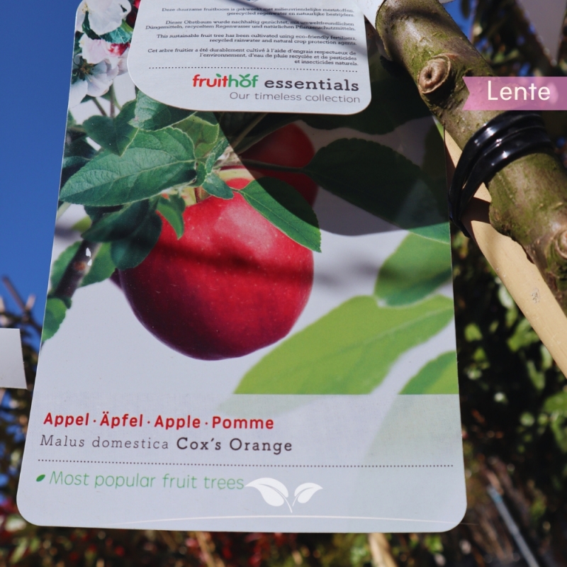 Appel Cox's Orange Pippin - Handappel - Malus domestica Cox's Orange Pippin - Fruitboom | Gardline