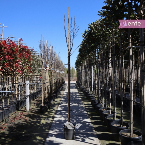 Appelboom 'Elstar' 200-250 cm | Gardline