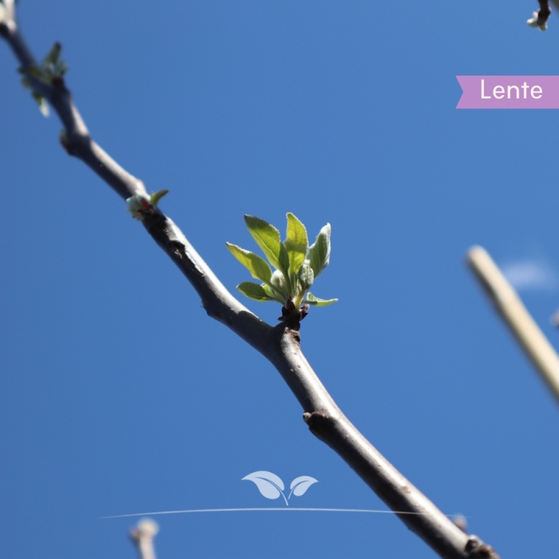 Appel Elstar - Handappel - Malus domestica Elstar - Fruitboom | Gardline