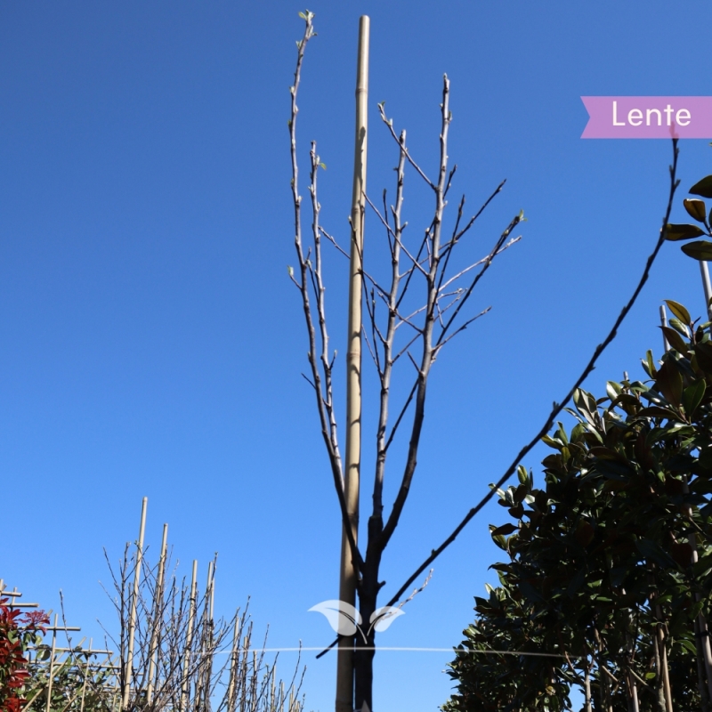 Appel Elstar - Handappel - Malus domestica Elstar - Fruitboom | Gardline