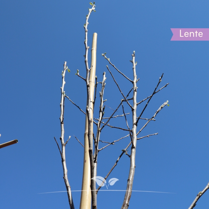 Appel Elstar - Handappel - Malus domestica Elstar - Fruitboom | Gardline