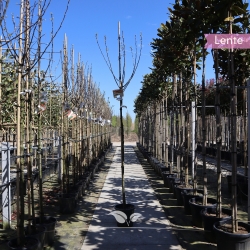 Appelboom 'James Grieve' 200-250 cm | Gardline