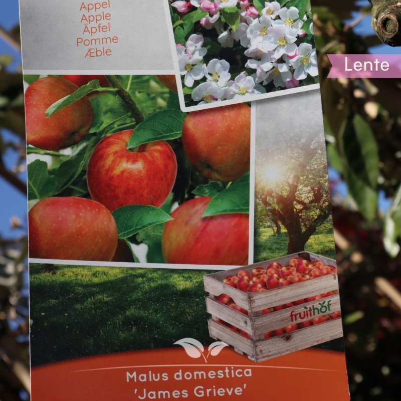 Appel James Grieve - Handappel - Malus domestica James Grieve - Fruitboom | Gardline