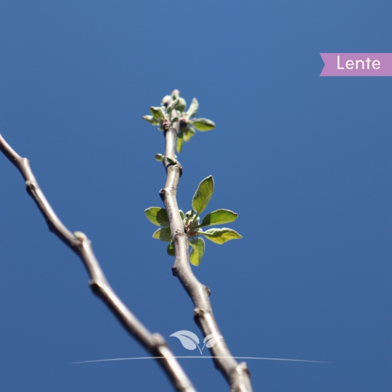 Appel James Grieve - Handappel - Malus domestica James Grieve - Fruitboom | Gardline