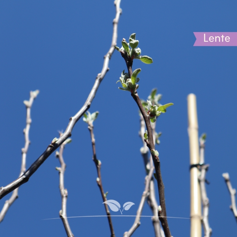 Appel James Grieve - Handappel - Malus domestica James Grieve - Fruitboom | Gardline
