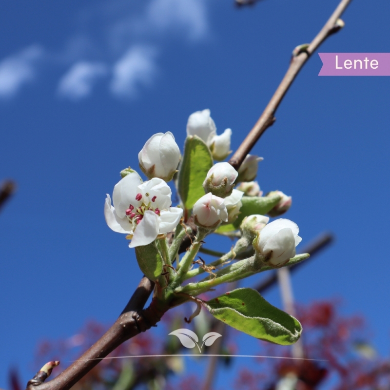 Peer Williams - Handpeer - Pyrus communis Williams - Fruitboom | Gardline