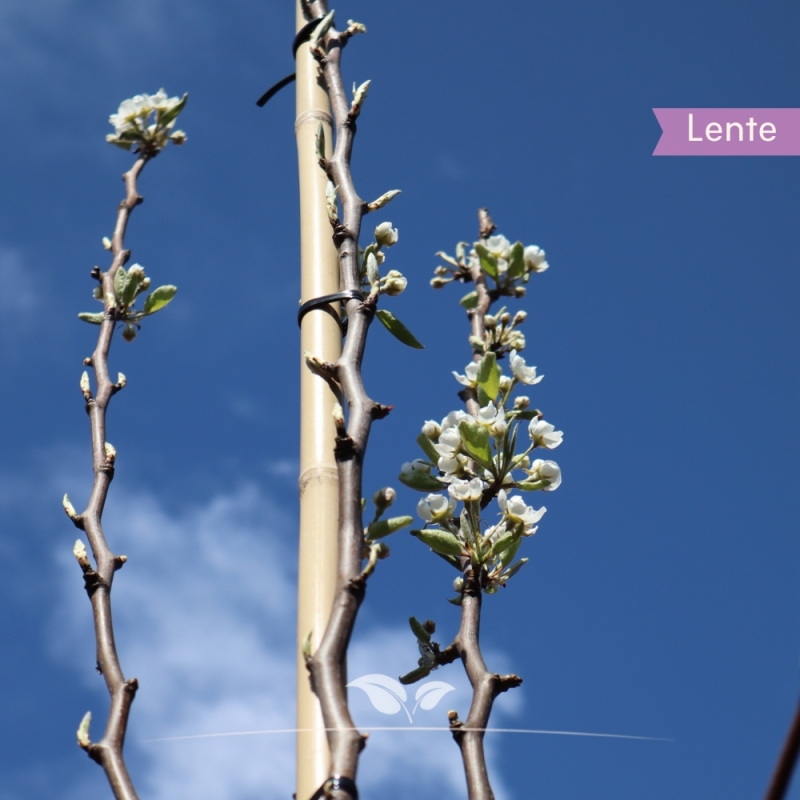 Peer Williams - Handpeer - Pyrus communis Williams - Fruitboom | Gardline