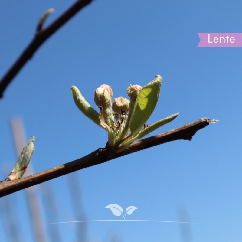 Peer Williams - Handpeer - Pyrus communis Williams - Fruitboom | Gardline