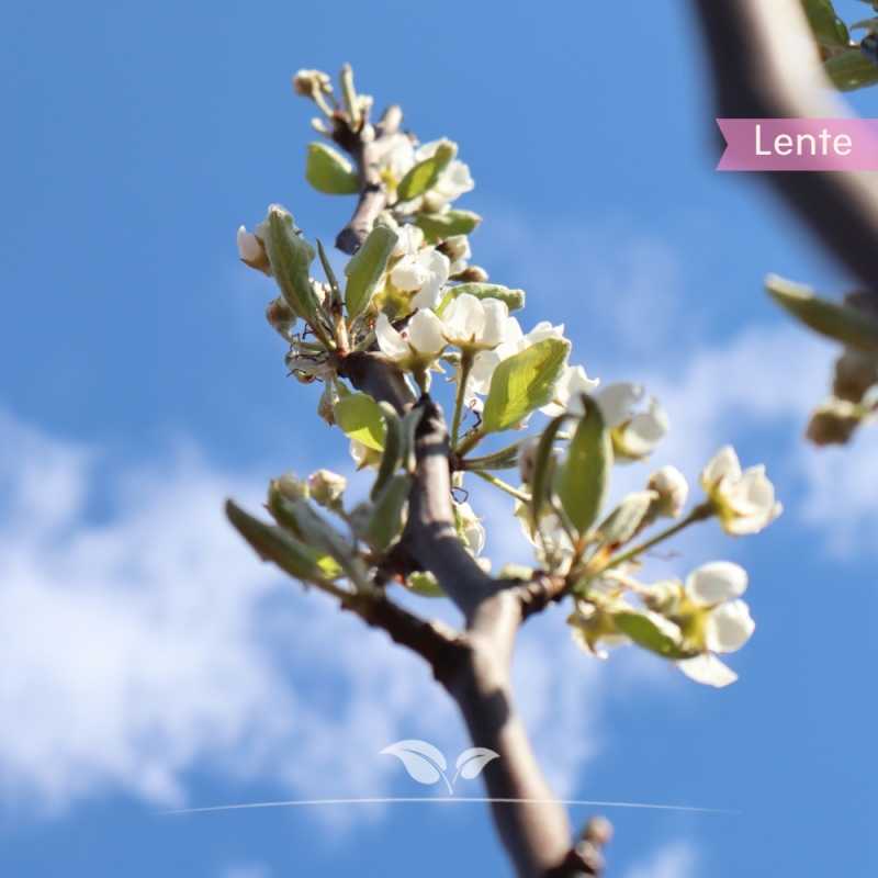 Peer Williams - Handpeer - Pyrus communis Williams - Fruitboom | Gardline