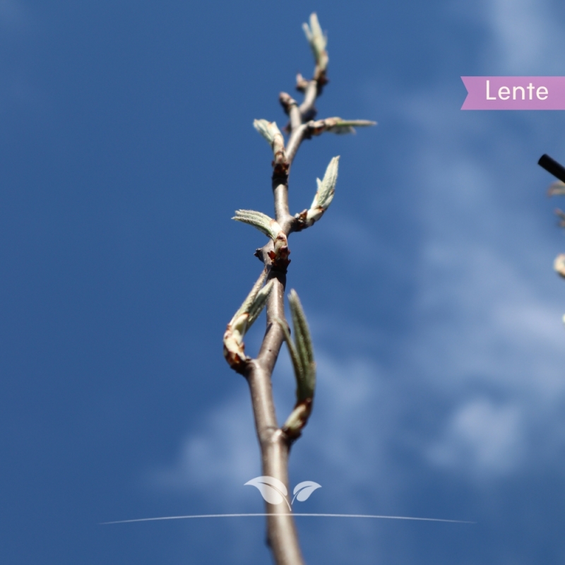 Peer Conference - Handpeer - Pyrus communis Conference - Fruitboom | Gardline