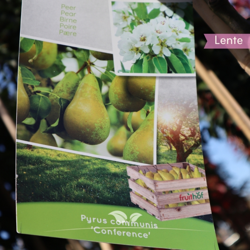 Peer Conference - Handpeer - Pyrus communis Conference - Fruitboom | Gardline