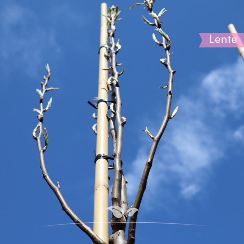 Peer Conference - Handpeer - Pyrus communis Conference - Fruitboom | Gardline