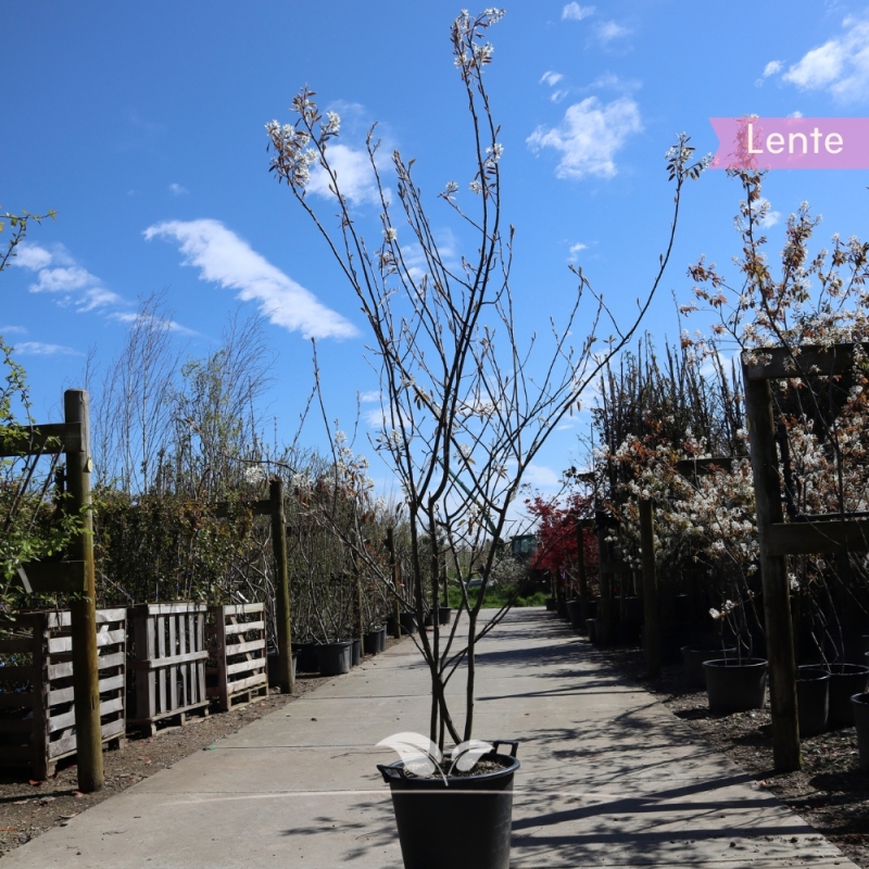 Krentenboom - Amelanchier lamarckii - meerstammig | Gardline